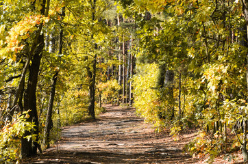 Fototapeta na wymiar autumn oak forest