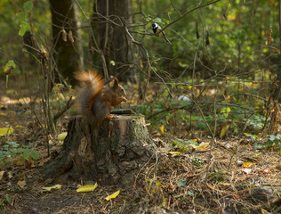 Forest animals: Squirrel and bird