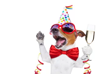Printed kitchen splashbacks Crazy dog happy birthday dog