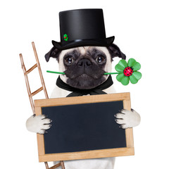 new years eve dog