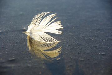 White feather on sand