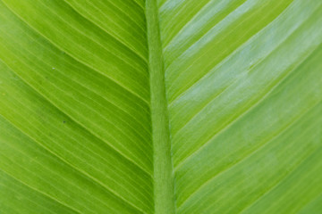 leaf texture