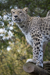 Panthera pardus saxicolor, Persian Leopard