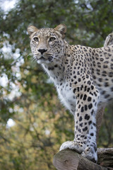 Panthera pardus saxicolor, Persian Leopard