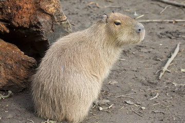 Capybara, Hydrochoerus hydrochaeris,