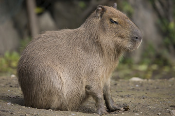 Capybara, Hydrochoerus hydrochaeris,