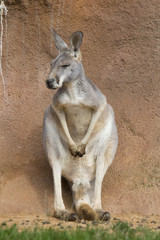 Fototapeta premium female red kangaroo, Megaleia rufa