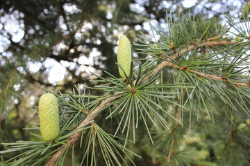 pine cones and pine needles
