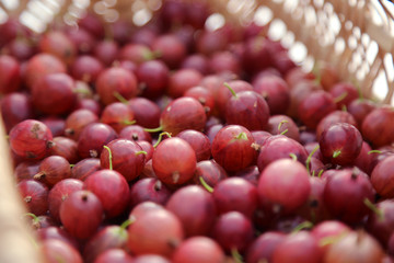 groseilles à maquereau
