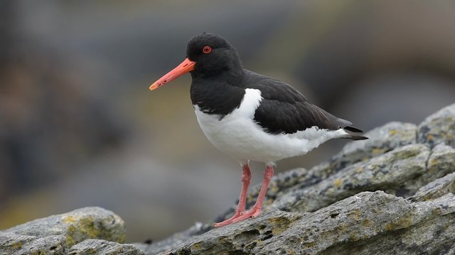 Austernfischer, Eurasian oystercatcher, Haematopus ostralegus