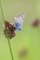 Hauhechel-Bläuling (Gemeiner Bläuling) auf einem Seggenhalm