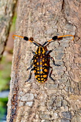 four-banded longhorn beetle, leptura quadrifasciata  