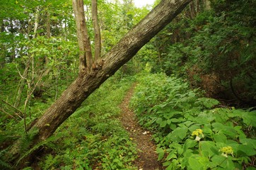 倒木のある山道