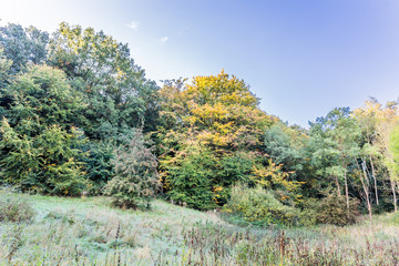 Herbst wald