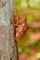 Cicada (Cicadidae) Skin Clinging to a Tree  