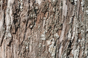 Wooden texture close up photo , nice background or texture