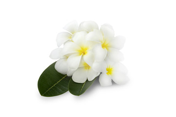 Fototapeta na wymiar Beautiful white Plumeria flower on white background