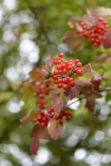 Viburnum opulus var. calvescens