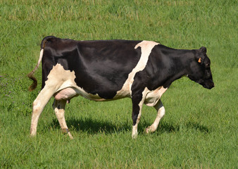 Naklejka na ściany i meble Una sana vaca lechera pastando en el campo