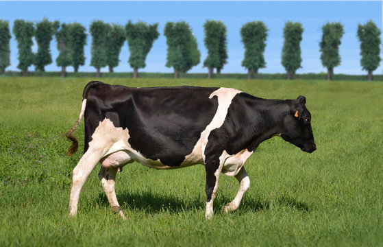 Una sana vaca lechera pastando en el campo