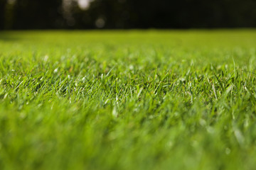 Beautiful green grass texture