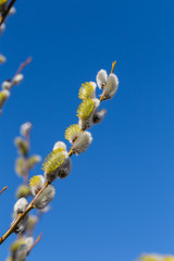 Fluffy soft willow buds