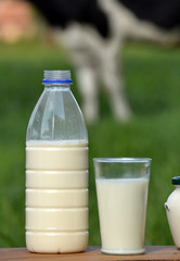 Productos lacteos en ambiente natural y vaca de fondo. Leche al natural.