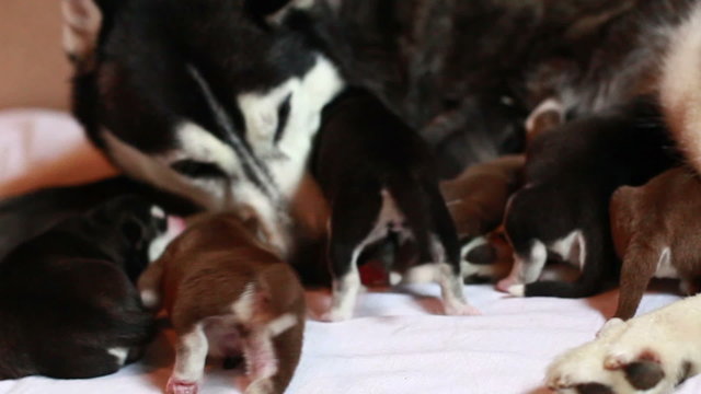 newborn puppies with mother