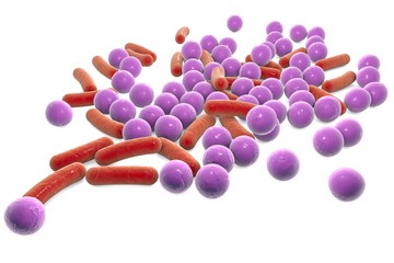 Rod-shaped and spherical bacteria, Escherichia coli, Salmonella, Shigella, Klebsiella, Mycobacterium tuberculosis, Legionella, Pseudomonas, Yersinia pestis, Staphylococcus, Streptococcus, other cocci