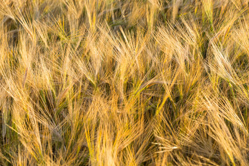 Wheat field