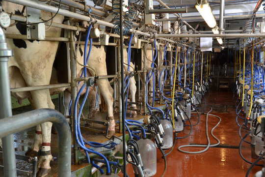  sala industrial para orde&ntilde;ar vacas, producir leche.