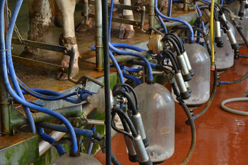 Fototapeta na wymiar sala industrial para ordeñar vacas, producir leche.