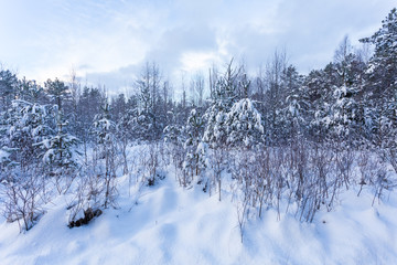 Forest Covered by Snow in Winter Landscape