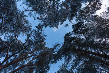 Forest Covered by Snow in Winter Landscape