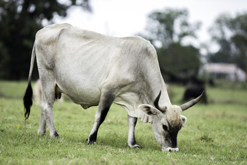 Obraz premium White zebu cross cow grazing