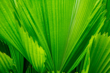 Green colour of palm leaf, use for background