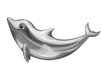 dolphin