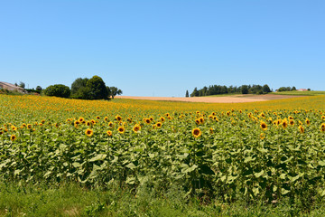 Sunflowers in field in French countryside