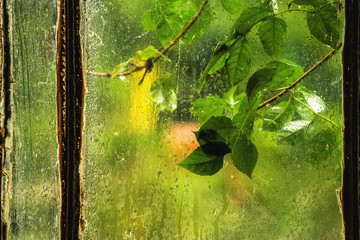 Green leaves on rainy window