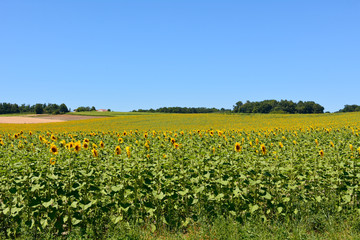 Fototapeta na wymiar Sunflowers in field in French countryside