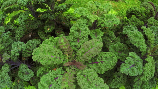 Flower Garden in city park