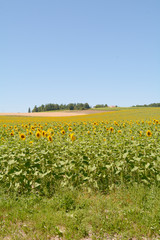 Sunflowers in field in French countryside