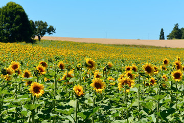 Sunflowers in field in French countryside