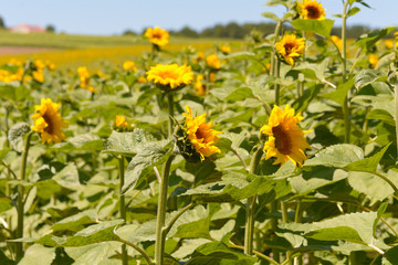 Sunflowers in field in France
