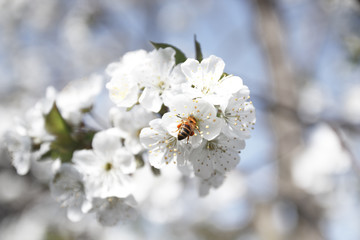 Honey bee feeds nectar from spring white blossoming tree
