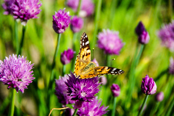 Chives and Vanessa cardui