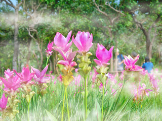 Obraz na płótnie Canvas Kra Jiao or Pink Siam Tulip Flower Blossom in the mist, soft focus