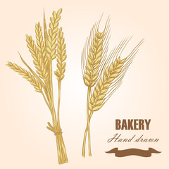 Cereals set. Hand drawn wheat and barley. Vector illustration