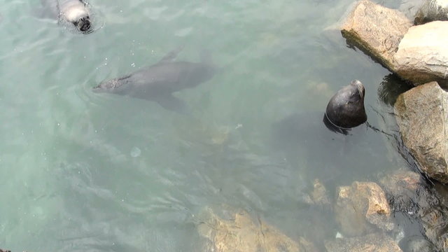 South American Sea Lions Waiting To Be Fed - Otaria Flavescens - Coquimbo - Chile - November 2013