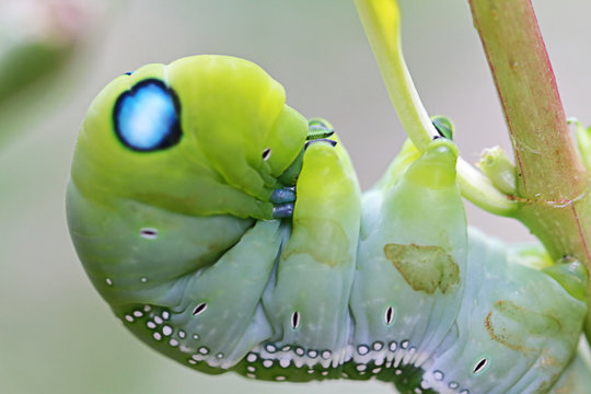 Worm close up
